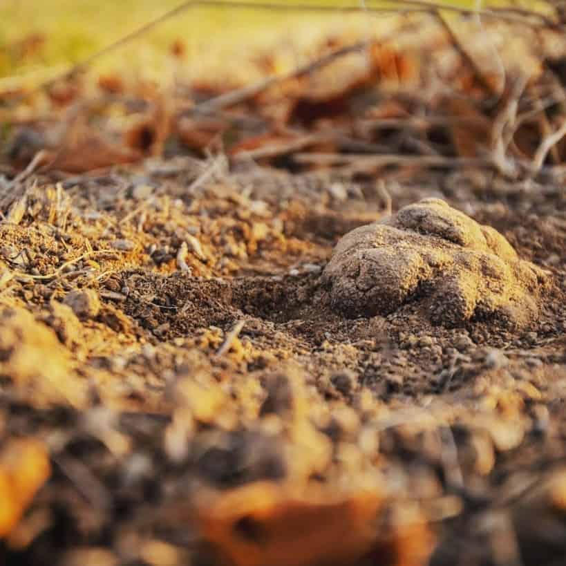 Pialligo truffles
